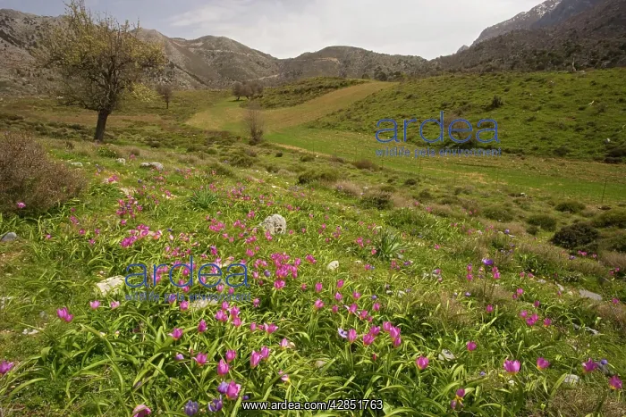 : Rock Tulips - in the mountains of Crete, in the : Rock Tulips - in the mountains of Crete, in the