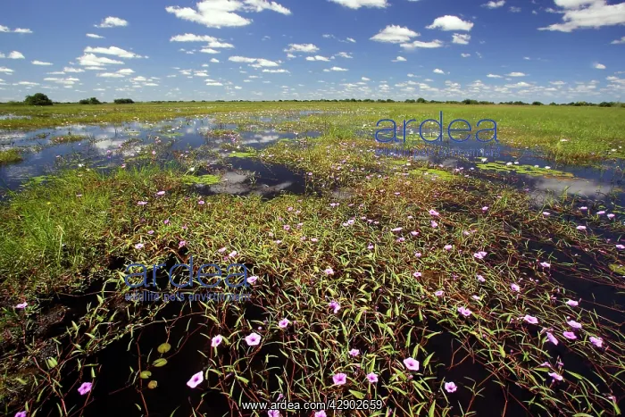 : Rock Turbina - ' Liseron violet ' : Rock Turbina - ' Liseron violet '