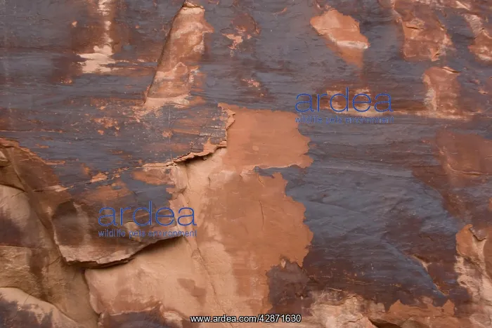 : Rock varnish, formed on sandstone cliffs over long : Rock varnish, formed on sandstone cliffs over long
