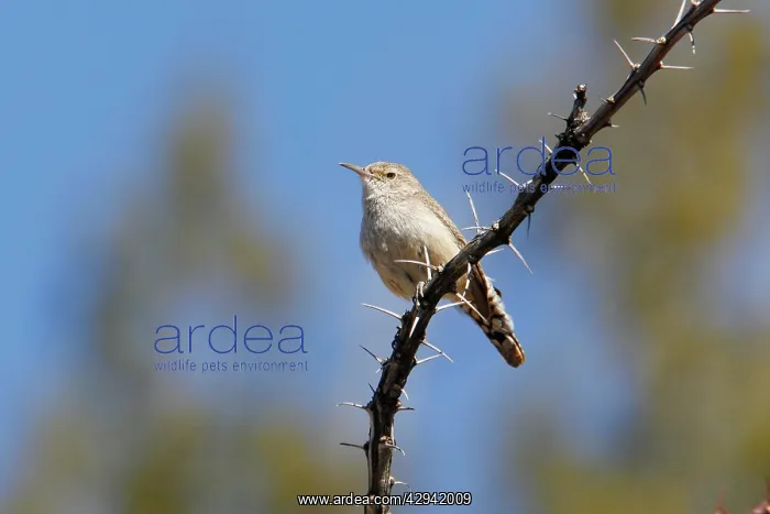  : Rock Wren (Salpinctes obsoletus). USA