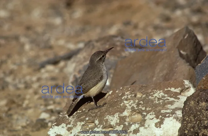 : Rock Wren (Salpinctes obsoletus). Arizona : Rock Wren (Salpinctes obsoletus). Arizona