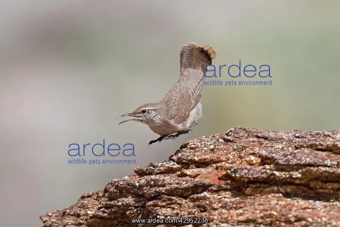 : Rock Wren - in flight : Rock Wren - in flight