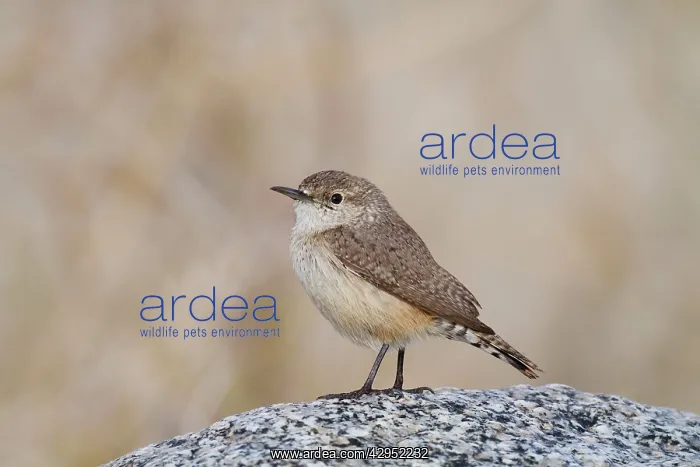 : Rock Wren - January : Rock Wren - January