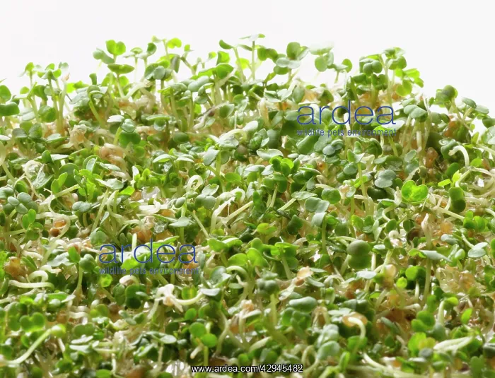 : Rocket, Eruca sativa : Rocket, Eruca sativa