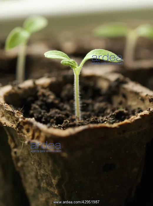: Rocket, Eruca sativa : Rocket, Eruca sativa