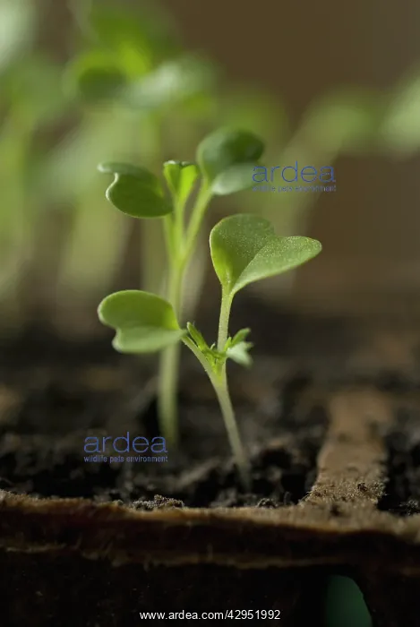 : Rocket, Eruca sativa : Rocket, Eruca sativa