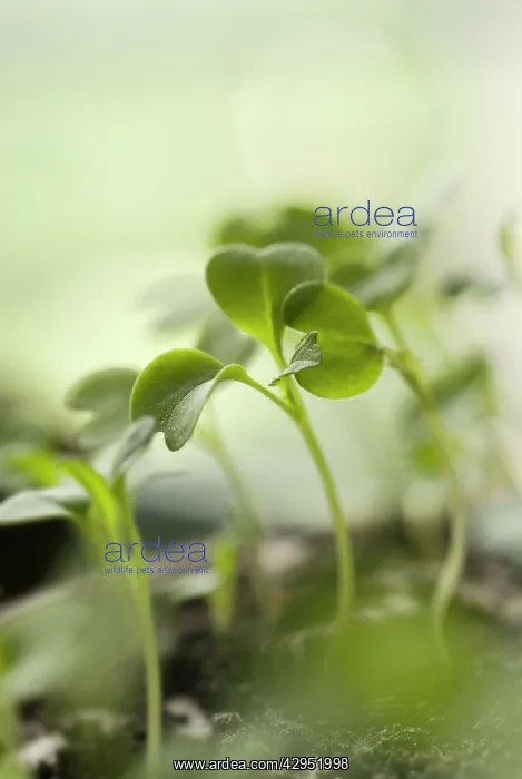 : Rocket, Eruca sativa : Rocket, Eruca sativa