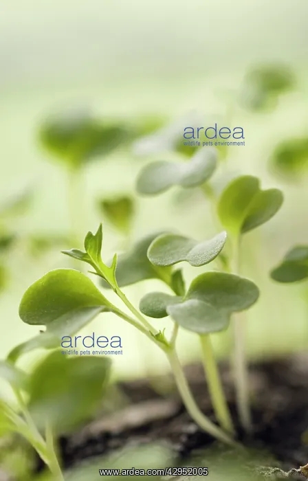 : Rocket, Eruca sativa : Rocket, Eruca sativa