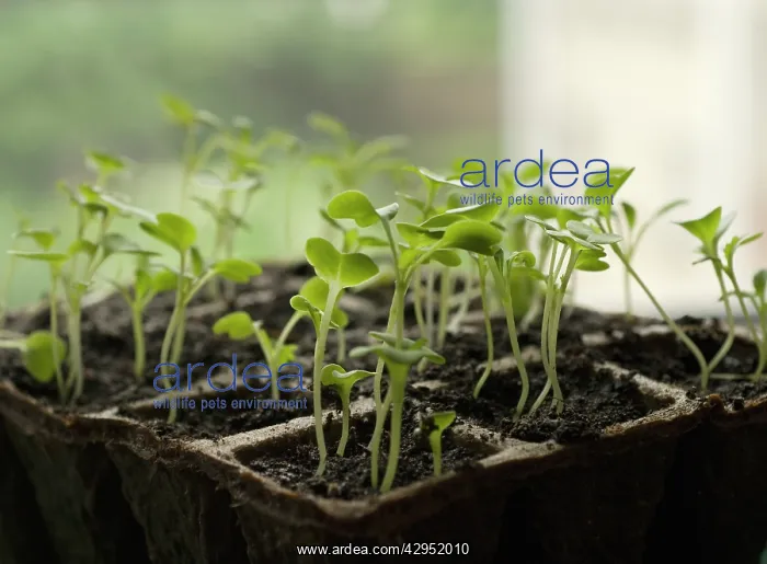 : Rocket, Eruca sativa : Rocket, Eruca sativa