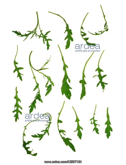 : Rocket, Eruca sativa : Rocket, Eruca sativa