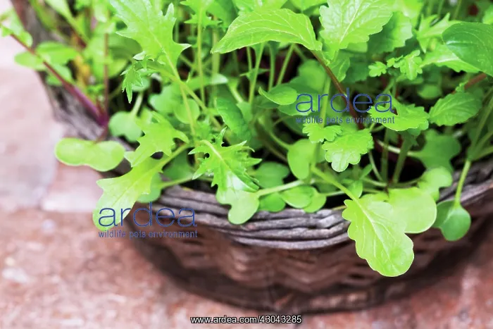 : Rocket, Eruca sativa : Rocket, Eruca sativa