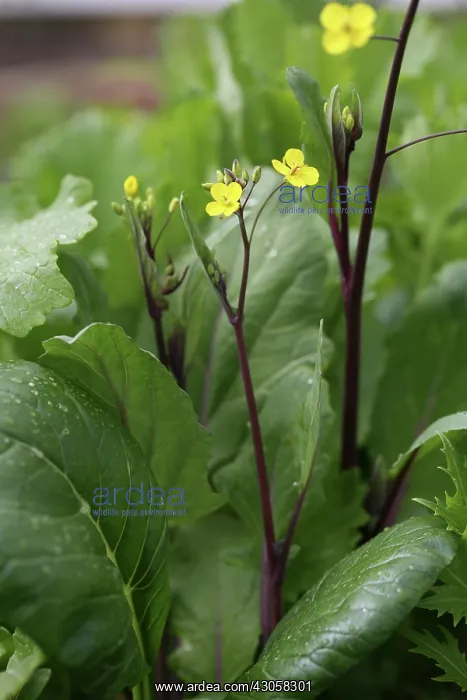 : Rocket, Eruca sativa : Rocket, Eruca sativa