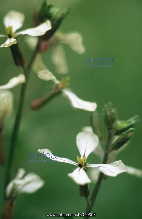 : Rocket, Eruca sativa : Rocket, Eruca sativa