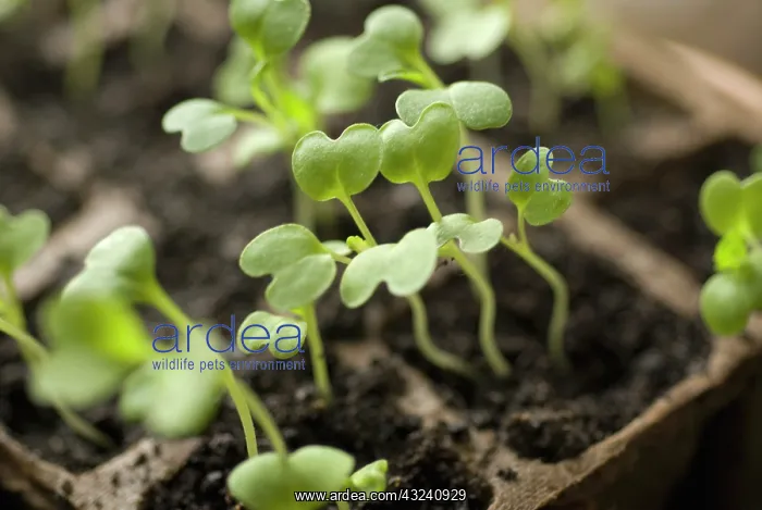 : Rocket, Eruca sativa : Rocket, Eruca sativa