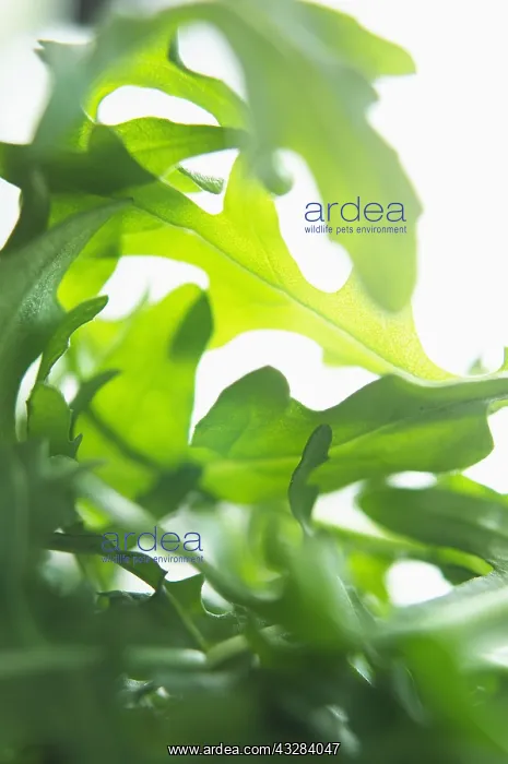 : Rocket, Eruca sativa, Green subject : Rocket, Eruca sativa, Green subject