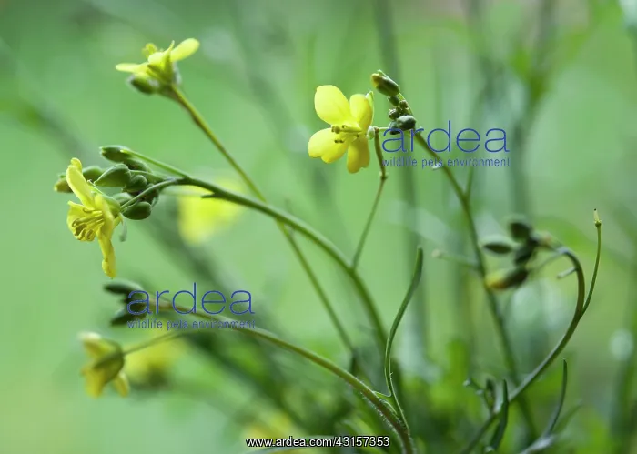 : Rocket, Eruca vesicaria sativa. Close side view : Rocket, Eruca vesicaria sativa. Close side view