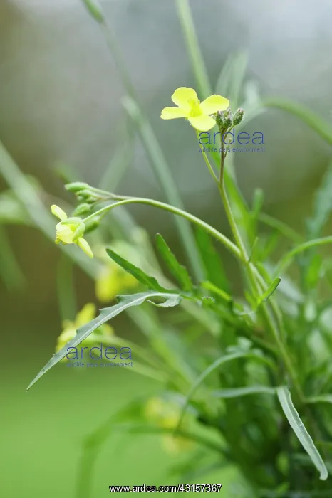 : Rocket, Eruca vesicaria sativa. Close side view : Rocket, Eruca vesicaria sativa. Close side view