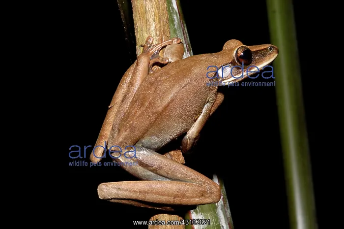 : Rocket frog : Rocket frog