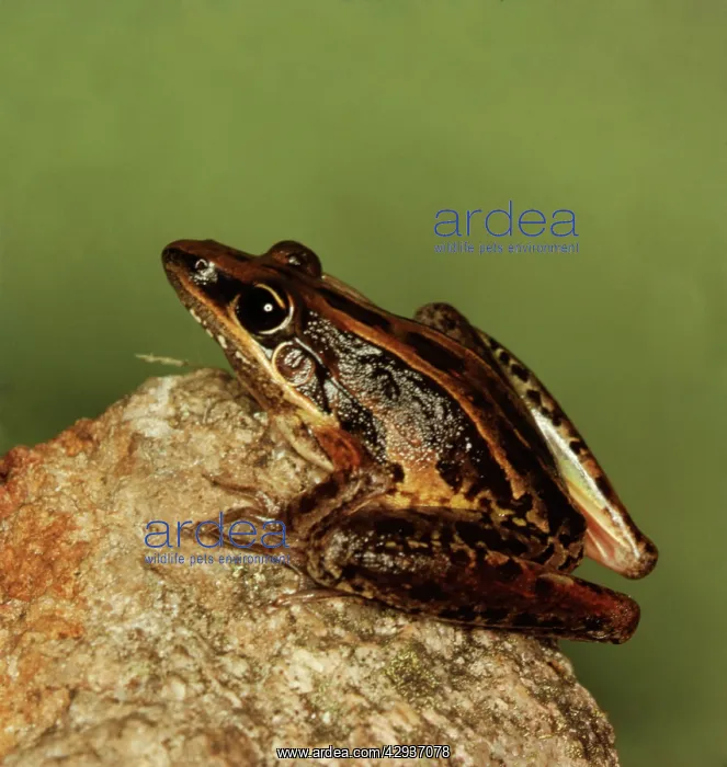 : Rocket frog - showing the distinctive pointed snout : Rocket frog - showing the distinctive pointed snout