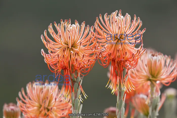 : Rocket Pincushion. Cederberg Mountains, South : Rocket Pincushion. Cederberg Mountains, South