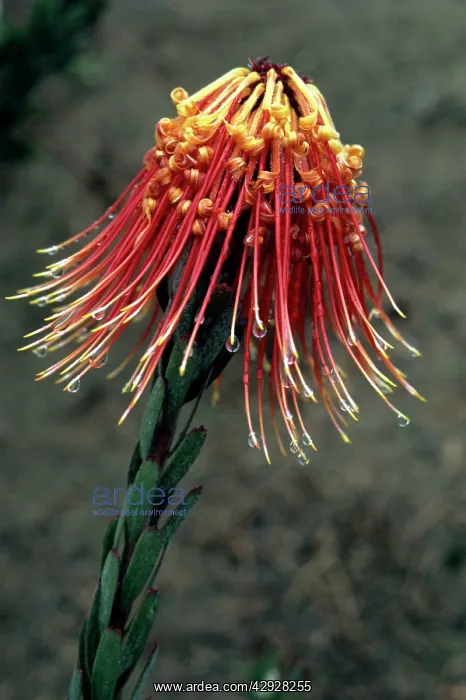  : ROCKET PROTEA - IN FLOWER
