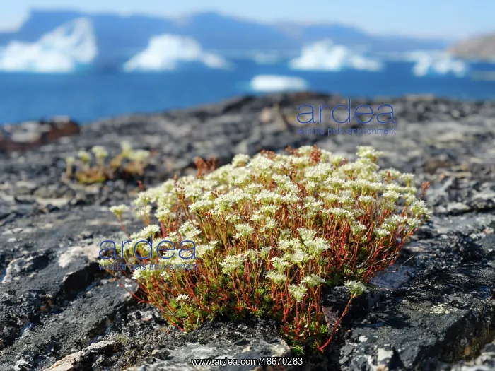 : Rockfoil in tundra of Itilliarsuup Kangerlua Fjord part of : Rockfoil in tundra of Itilliarsuup Kangerlua Fjord part of