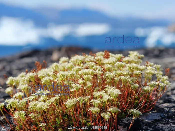  : Rockfoil in tundra of Itilliarsuup Kangerlua Fjord part of