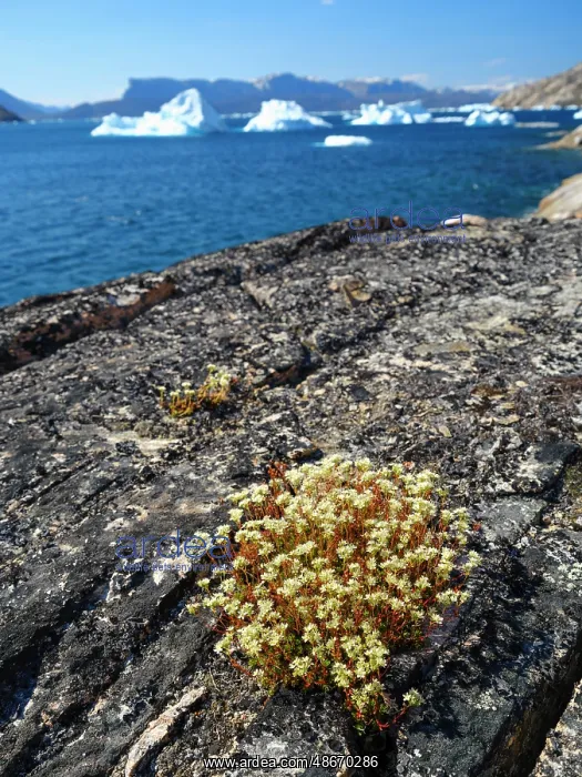  : Rockfoil in tundra of Itilliarsuup Kangerlua Fjord part of
