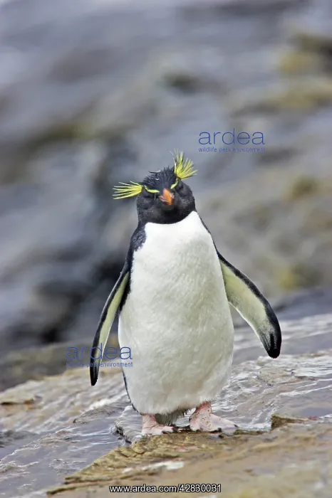 : Rockhopper Penguin : Rockhopper Penguin