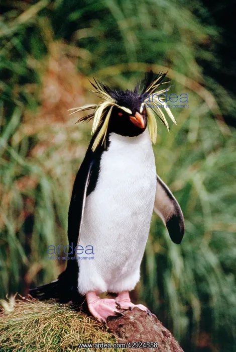 : ROCKHOPPER PENGUIN : ROCKHOPPER PENGUIN