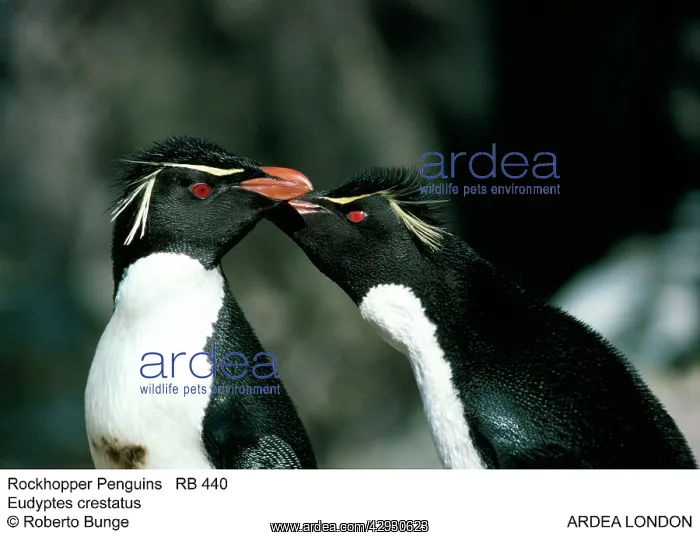 : ROCKHOPPER PENGUIN : ROCKHOPPER PENGUIN