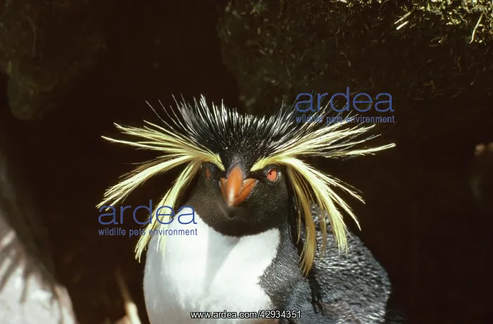 : Rockhopper Penguin : Rockhopper Penguin