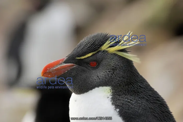  : Rockhopper Penguin