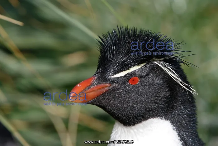  : Rockhopper penguin