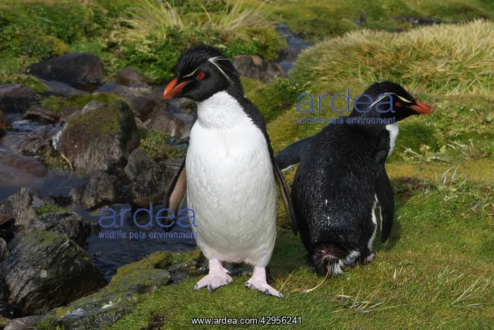  : Rockhopper penguin