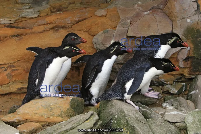 : Rockhopper penguin : Rockhopper penguin