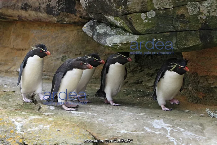 : Rockhopper penguin : Rockhopper penguin