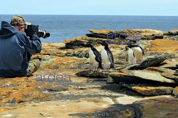 : Rockhopper penguin : Rockhopper penguin
