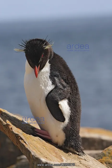: Rockhopper penguin : Rockhopper penguin