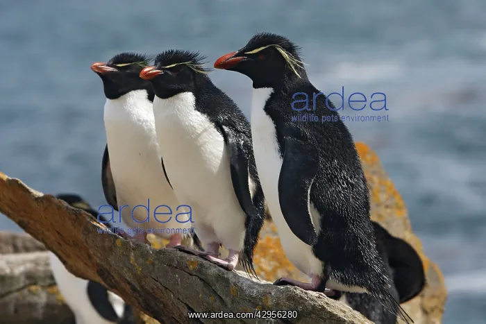 : Rockhopper penguin : Rockhopper penguin