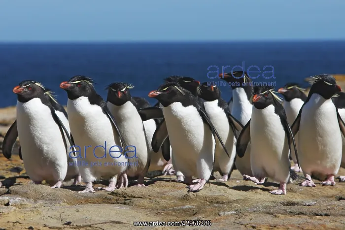 : Rockhopper penguin : Rockhopper penguin