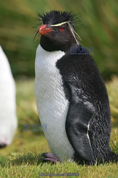 : Rockhopper penguin : Rockhopper penguin