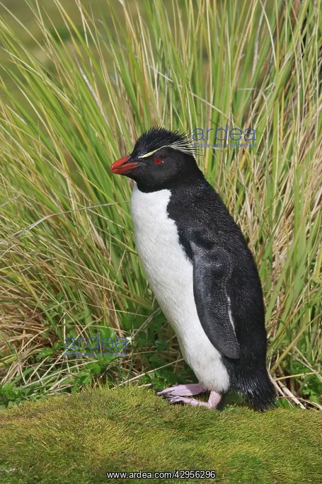 : Rockhopper penguin : Rockhopper penguin