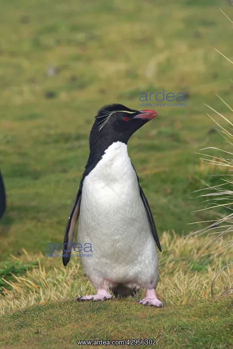 : Rockhopper penguin : Rockhopper penguin