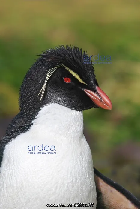 : Rockhopper penguin : Rockhopper penguin