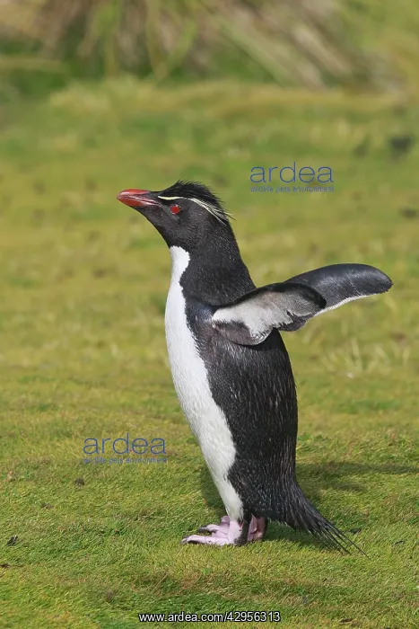 : Rockhopper penguin : Rockhopper penguin
