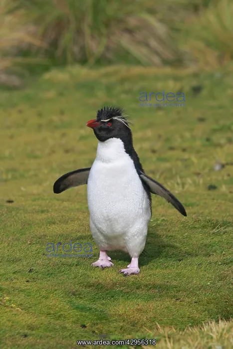 : Rockhopper penguin : Rockhopper penguin