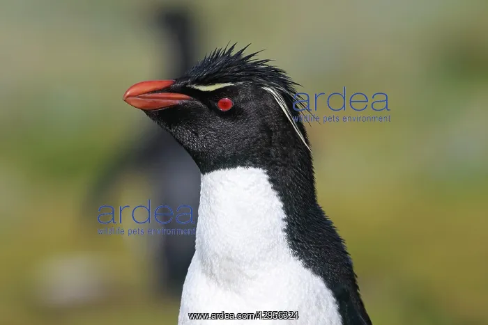 : Rockhopper penguin : Rockhopper penguin