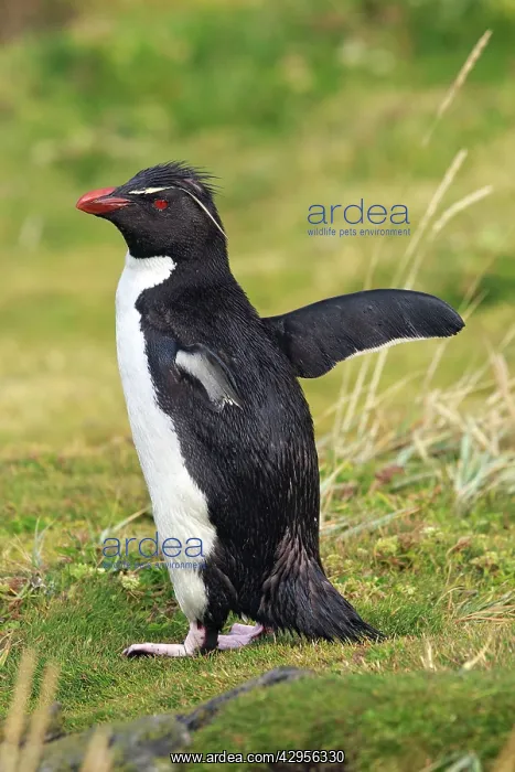  : Rockhopper penguin