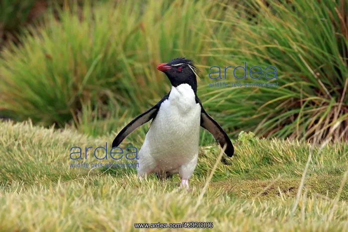 : Rockhopper penguin : Rockhopper penguin